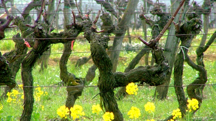 Vinice ve Francii letos čeká nižší sklizeň hroznů