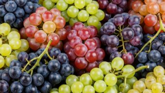 Odrůdy révy vinné