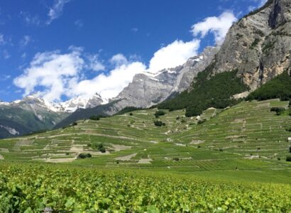Chamoson (Švýcarsko, Valais) - vinice na úpatí velehor (swisswine.ch)