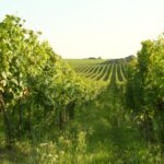 Hnanice - vinice v národním parku Podyjí (VINICE HNÁNICE)