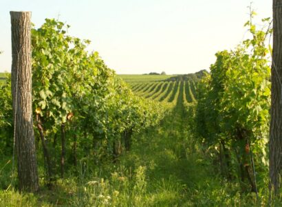 Hnanice - vinice v národním parku Podyjí (VINICE HNÁNICE)