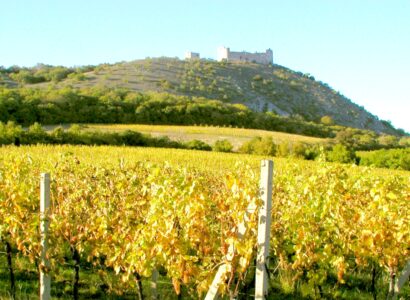 Pavlov - vinice na úbočí Pálavy, Víno z blízka Mikulovsko