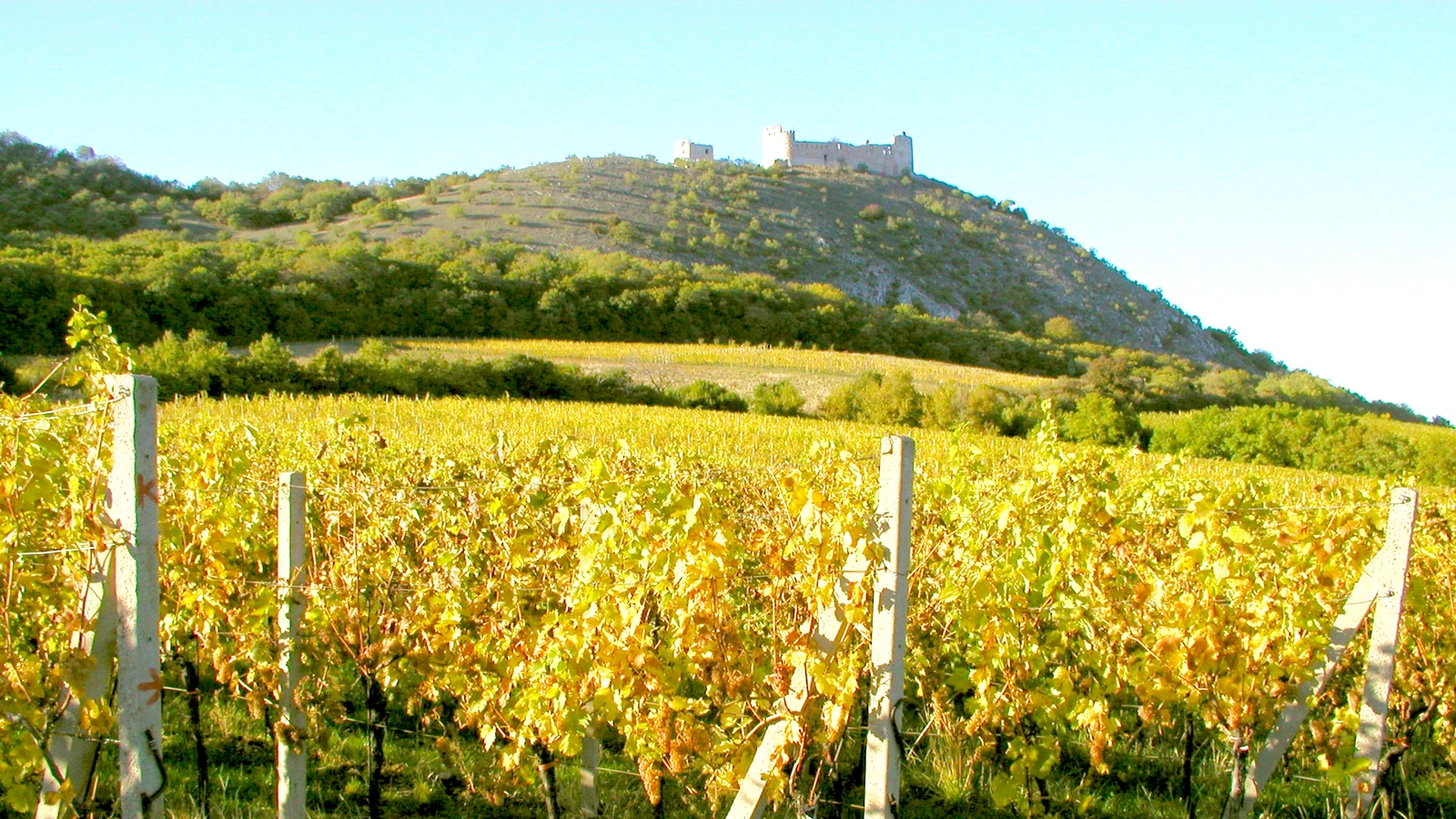 Pavlov - vinice na úbočí Pálavy