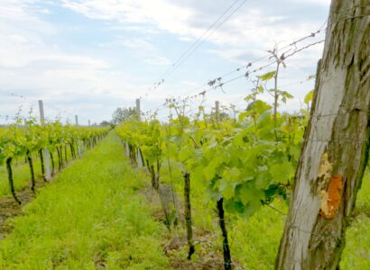 Prušánky - vinice u sklepní uličky Nechory