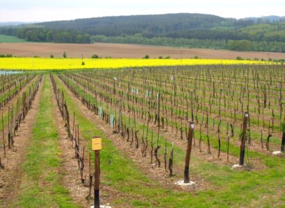 Sádek - nová vinice na Vysočině