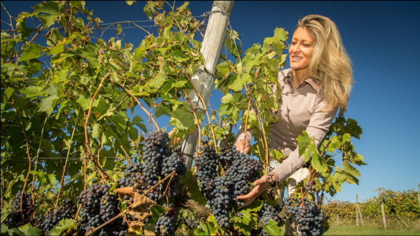 Vindom, Brunello, Bolgheri, Marsala, Tenuta Canto alla Moraia