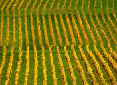 Weinigen (Švýcarsko, Deutschschweiz) - podzim na vinici poblíž Zurichu (swisswine.ch)