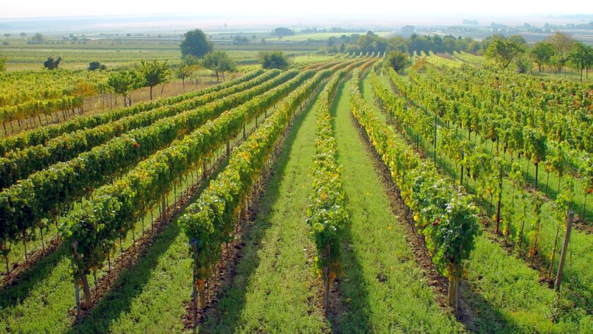 Ročník 2016 přinesl rakouským vinařům extrémní počasí i krásná vína