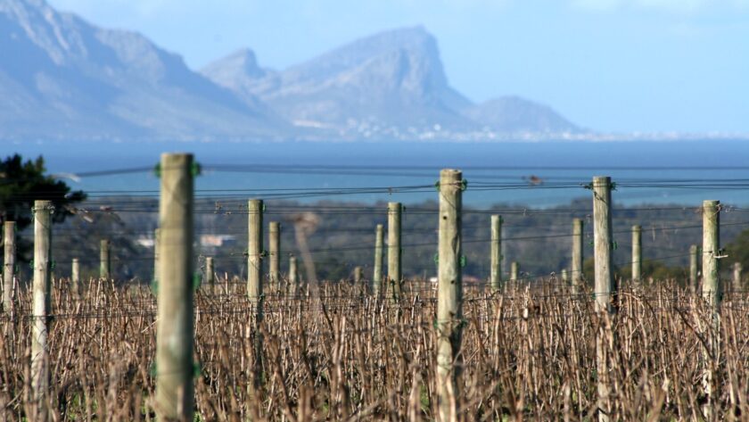 Vinice v Stellenbosch, Jihoafrická republika, dějiště Michelangelo Wine Awards