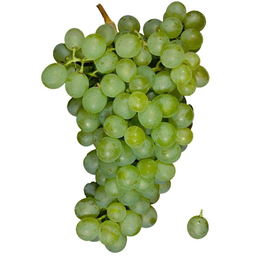 Veltlínské zelené (VIVC) Doris Schneider, Ursula Brühl, Julius Kühn-Institut (JKI)