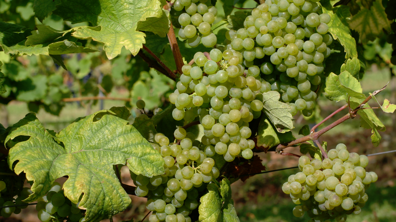 Veltlínské zelené full (VIVC) Doris Schneider, Julius Kühn-Institut (JKI)