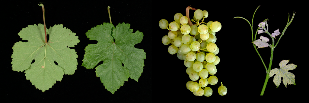 Veltlínské zelené mix (VIVC) Doris Schneider, Ursula Brühl, Julius Kühn-Institut (JKI)