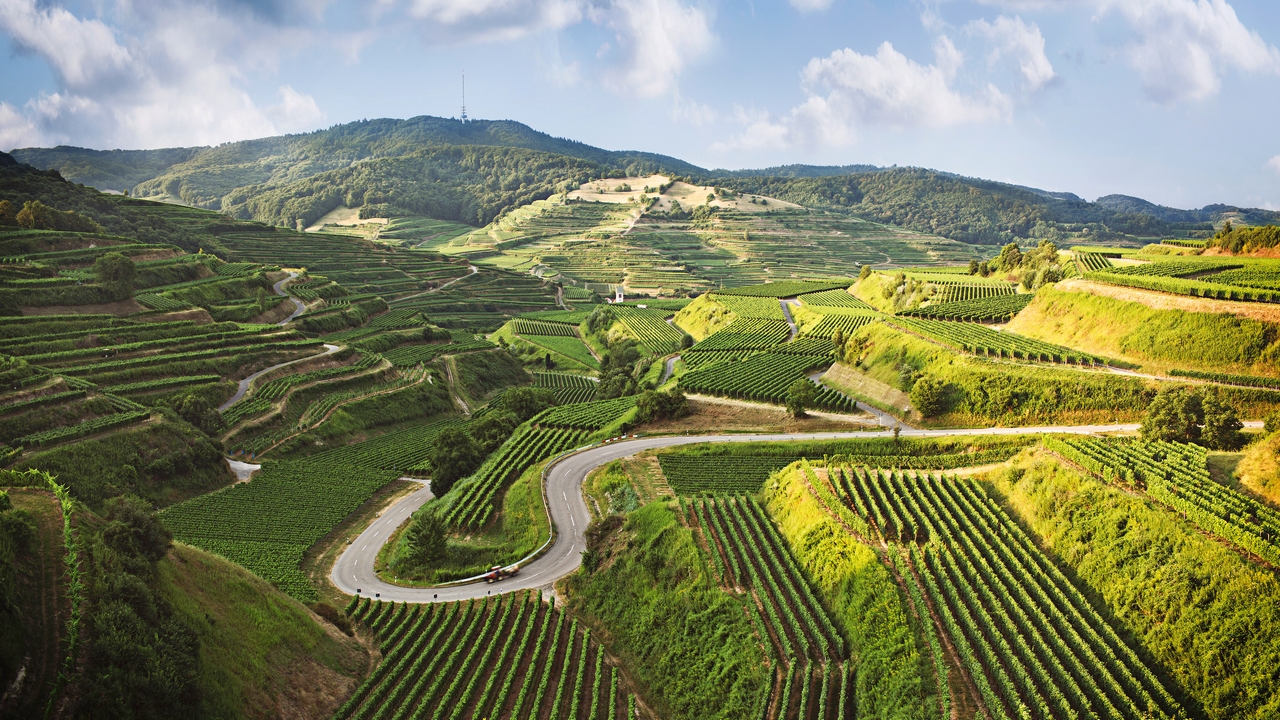 Baden, vinice v Oberbergen
