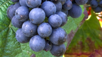 Malbec World Day je tady