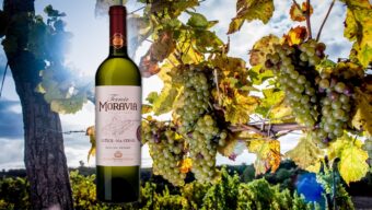 Mladým chutná Ryzlink rýnský 2010 z řady Terroir Moravia