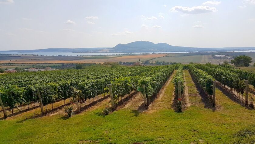 Cesta za vínky do Popic, Dejme přednost našim vinařům