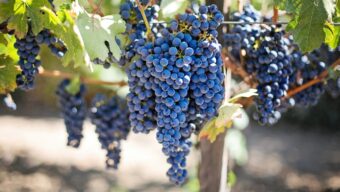 Srovnávací degustace odrůd Merlot a Cabernet Sauvignon