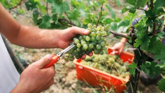 Rakousko uznalo čtyři nové bílé odrůdy révy vinné (ÖWM - Komitee Kamptal)