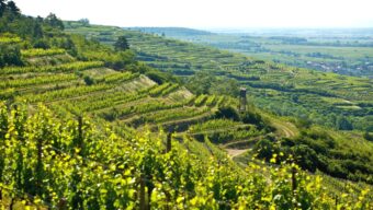 Aktuální ročník vín Weingut Schweiger z Kamptalu