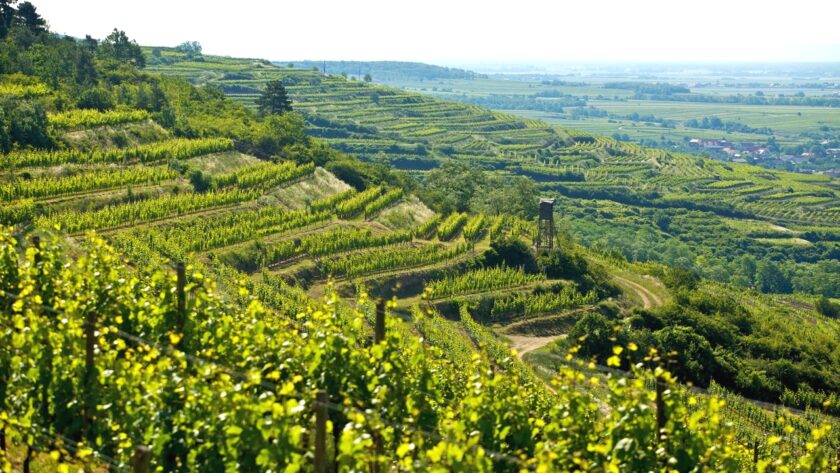 Aktuální ročník vín Weingut Schweiger z Kamptalu