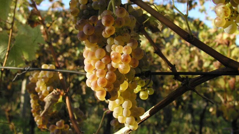 Letošní ročník přinese výjimečná vína zejména z bílých odrůd