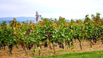 Vinobraní začne v polovině září, vinaře čeká boj se špačky