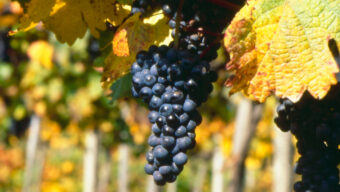 Rakouská červená vína podle Wine Spectator a Jamese Sucklinga