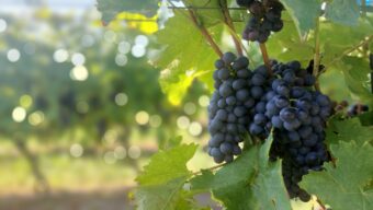Vinice Bzenec
