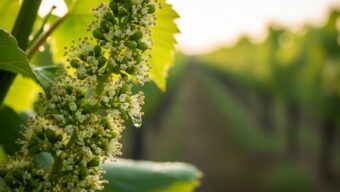 Réva vinná na moravských vinicích vstoupila do fáze kvetení