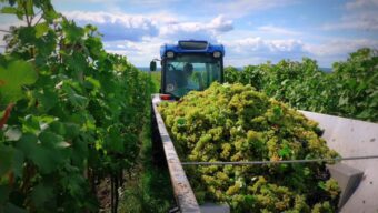 Letošní sklizeň hroznů by mohla splnit očekávání vinařů