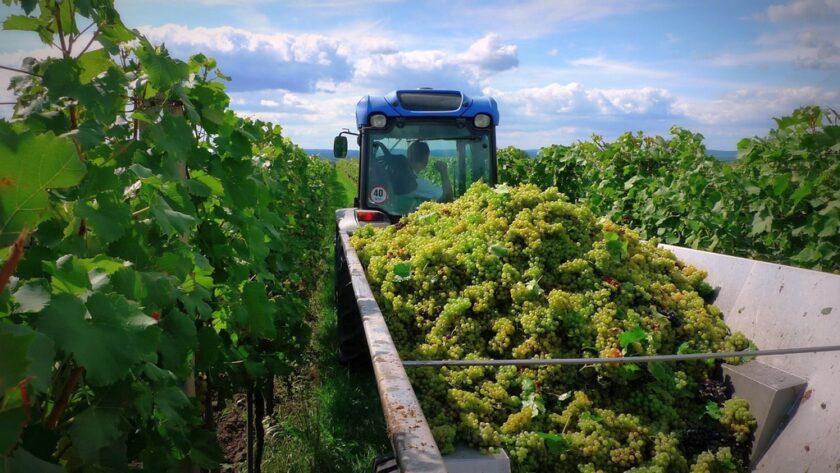 Letošní sklizeň hroznů by mohla splnit očekávání vinařů