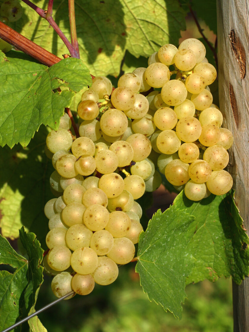 Auxerrois