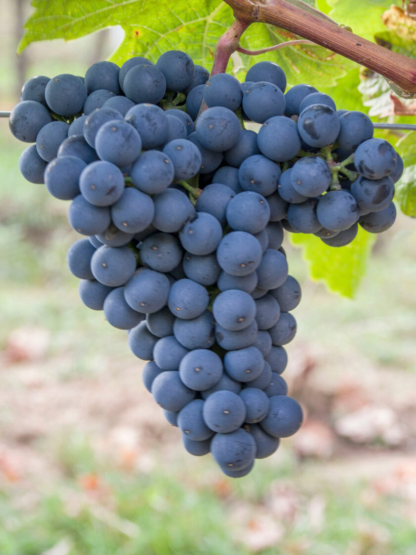 Cabernet Dorsa