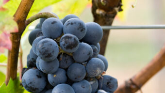Cabernet Jura