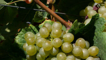 Chenin blanc