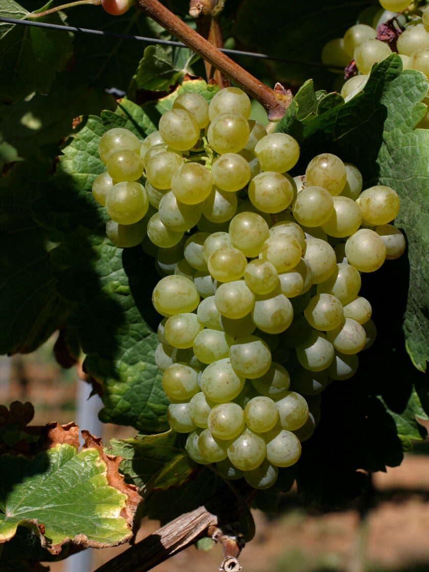 Chenin blanc