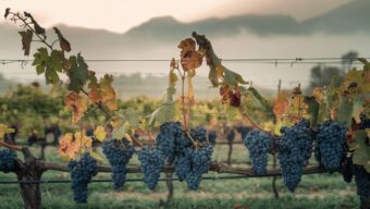 Deštivé září zkomplikovalo průběh sklizně hroznů