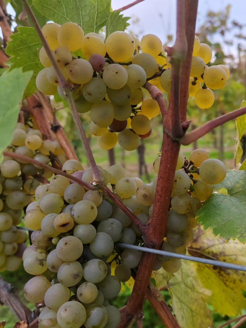 Veltlínské zelené (Vinařství Bravenec)