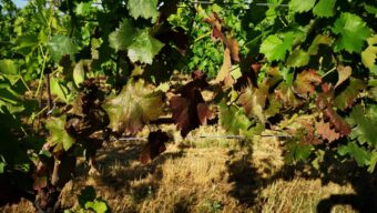 Zlaté žloutnutí může zlikvidovat celou vinici