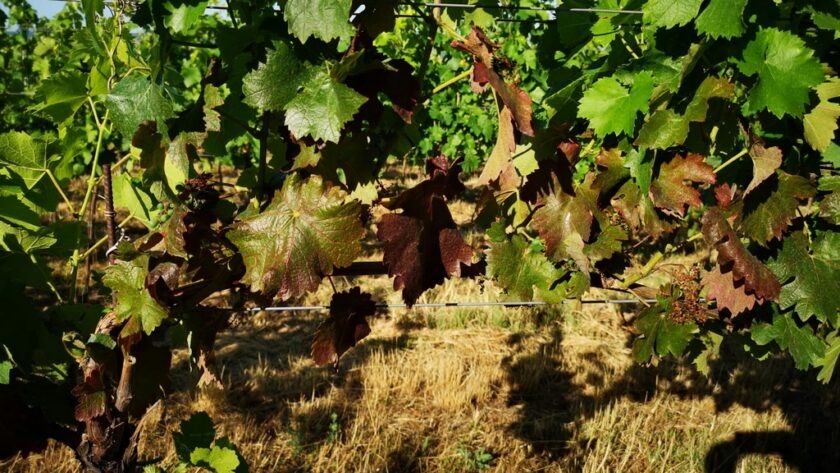 Zlaté žloutnutí může zlikvidovat celou vinici