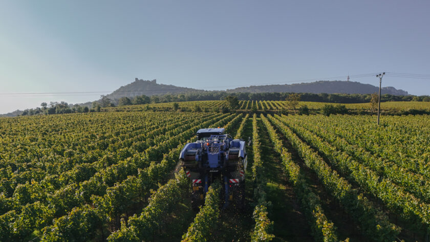 Bohemia sekt zpracoval rekordních osm milionů kilogramů hroznů