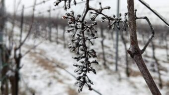 Mrazivé počasí ve vinici může být přínosem, ale i hrozbou