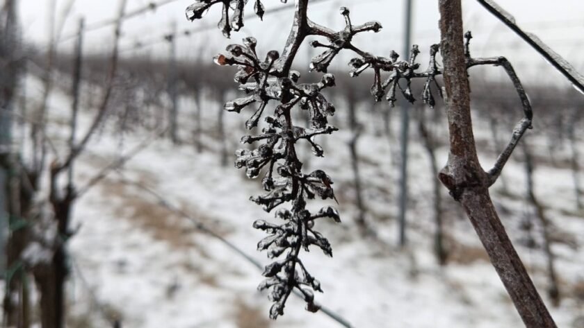 Mrazivé počasí ve vinici může být přínosem, ale i hrozbou