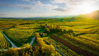 Ried Mandel-Höh v Traiskirchen (Thermenregion DAC) v Dolním Rakousku - foto Austrian Wine - WSNA