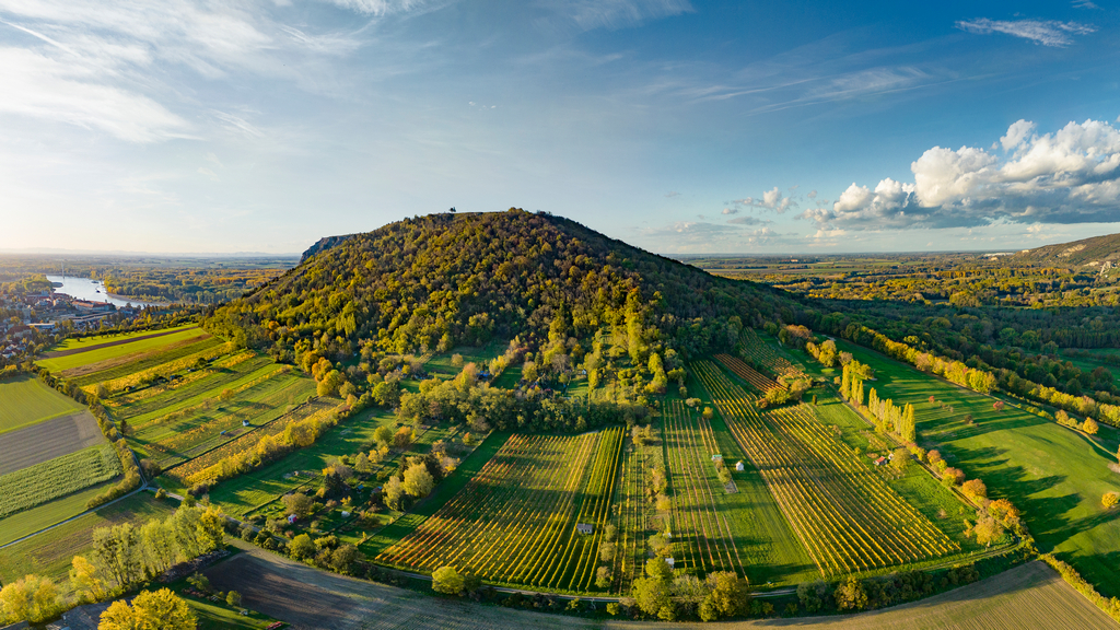 Vinice Braunsberg u Hainburg an der Donau (Carnuntum DAC), nad soutokem s Moravou - foto Austrian Wine - WSNA