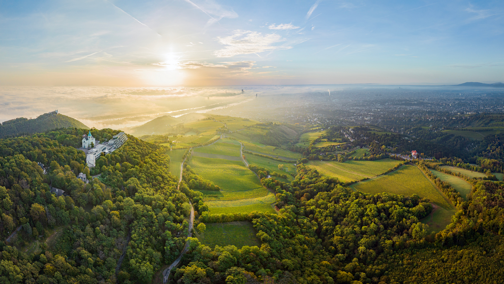 Vinice Kahlenberg v Döblingu, městské části Vídně - foto Austrian Wine - WSNA