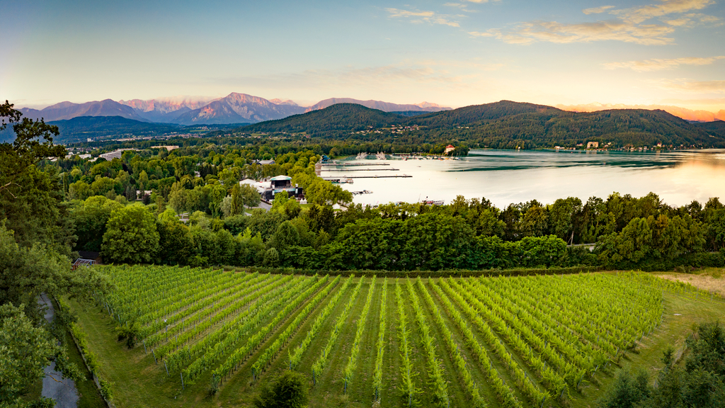 Vinice Seewiese v Klagenfurtu u jezera Wörthersee v Korutanech (Rakouská vína 2025) - foto Austrian Wine - WSNA