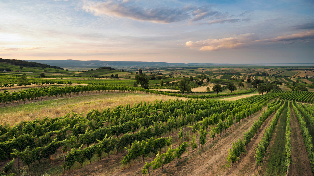 Vinice Ungerbergen v Schützen am Gebirge (Leithaberg DAC) v rakouském Burgenlandu - foto Austrian Wine - WSNA