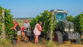 Vinařský kompas: zahájení letošního vinobraní