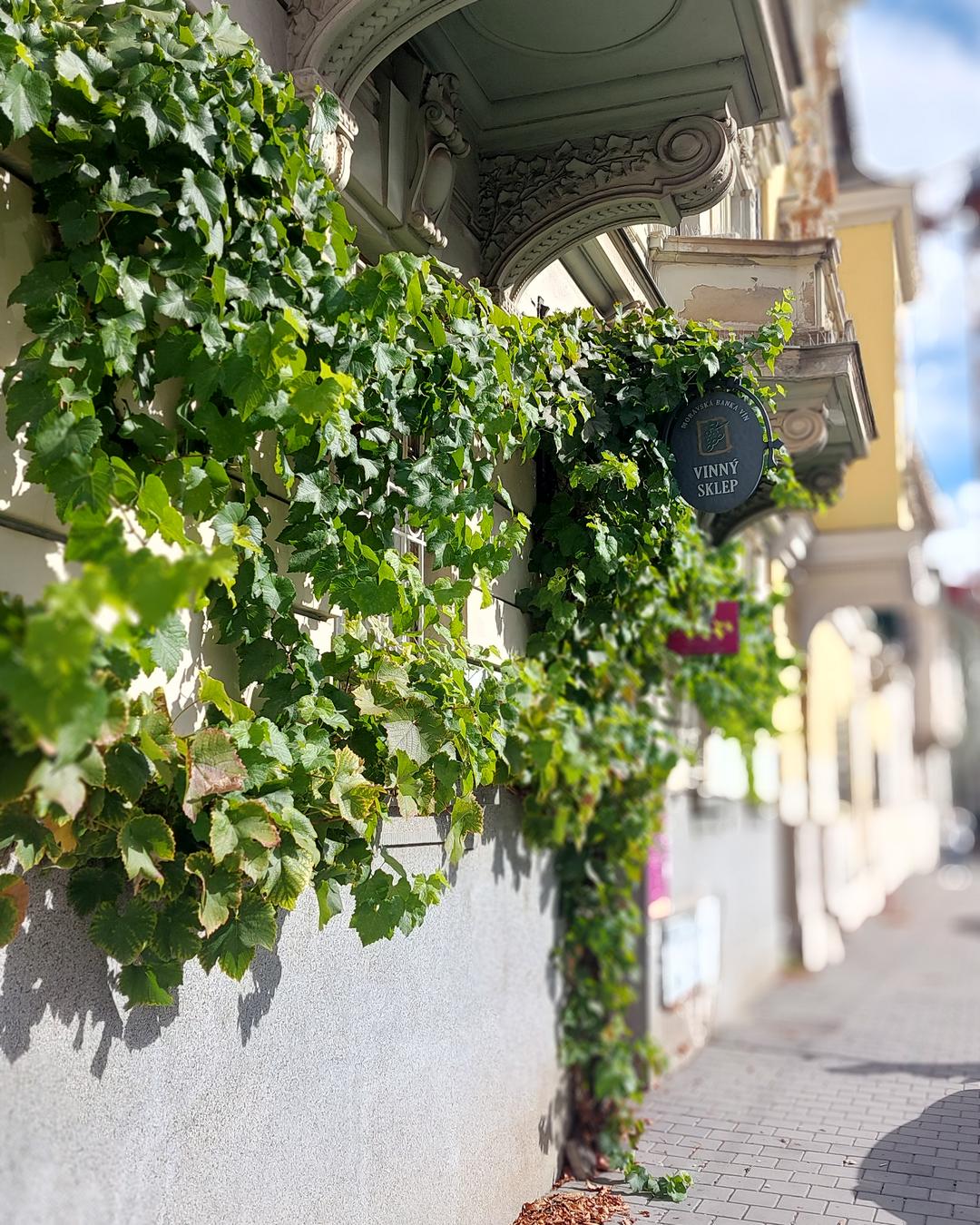 Gastro – víno, které chutná Brnu